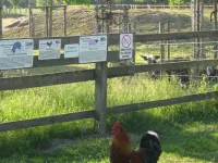 Arche Alfsee - Eindrücke aus dem Haustierpark