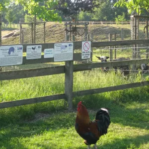 Arche Alfsee - Eindrücke aus dem Haustierpark