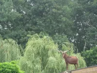 Arche Alfsee - Eindrücke aus dem Haustierpark