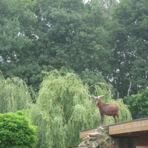 Arche Alfsee - Eindrücke aus dem Haustierpark
