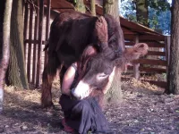 Arche Alfsee - Eindrücke aus dem Haustierpark