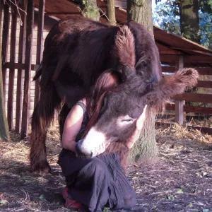 Arche Alfsee - Eindrücke aus dem Haustierpark