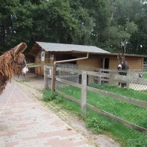 Arche Alfsee - Eindrücke aus dem Haustierpark