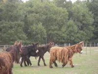 Arche Alfsee - Eindrücke aus dem Haustierpark