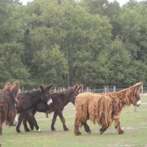 Arche Alfsee - Eindrücke aus dem Haustierpark