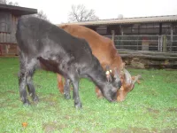 Arche Alfsee - Eindrücke aus dem Haustierpark