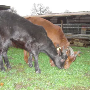 Arche Alfsee - Eindrücke aus dem Haustierpark