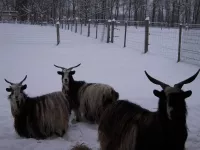 Arche Alfsee - Eindrücke aus dem Haustierpark