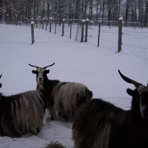 Arche Alfsee - Eindrücke aus dem Haustierpark