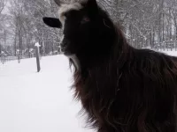 Arche Alfsee - Eindrücke aus dem Haustierpark