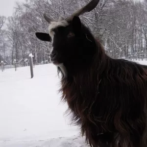 Arche Alfsee - Eindrücke aus dem Haustierpark