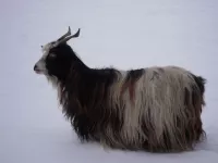 Arche Alfsee - Eindrücke aus dem Haustierpark