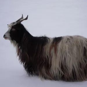 Arche Alfsee - Eindrücke aus dem Haustierpark