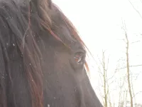Arche Alfsee - Eindrücke aus dem Haustierpark