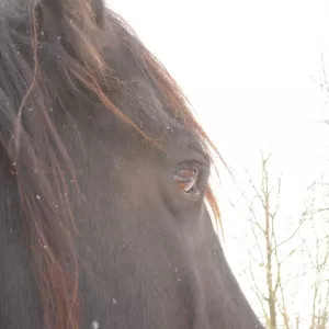 Arche Alfsee - Eindrücke aus dem Haustierpark