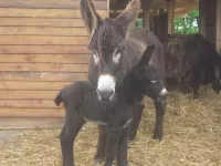 Arche Alfsee - Eindrücke aus dem Haustierpark