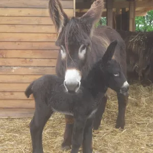 Arche Alfsee - Eindrücke aus dem Haustierpark