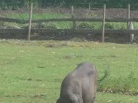 Arche Alfsee - Eindrücke aus dem Haustierpark