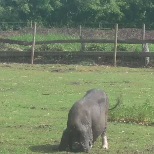 Arche Alfsee - Eindrücke aus dem Haustierpark
