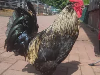 Arche Alfsee - Eindrücke aus dem Haustierpark