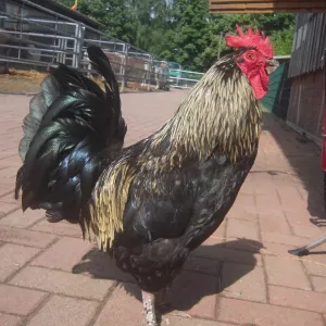 Arche Alfsee - Eindrücke aus dem Haustierpark