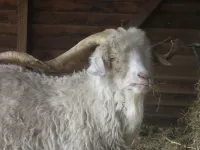 Arche Alfsee - Eindrücke aus dem Haustierpark