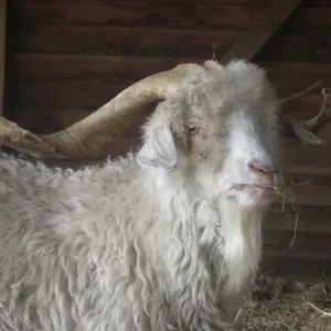 Arche Alfsee - Eindrücke aus dem Haustierpark