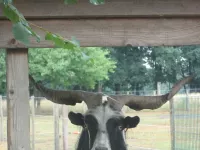 Arche Alfsee - Eindrücke aus dem Haustierpark
