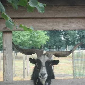 Arche Alfsee - Eindrücke aus dem Haustierpark