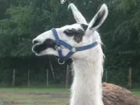 Arche Alfsee - Eindrücke aus dem Haustierpark