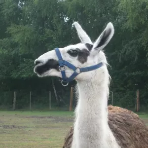 Arche Alfsee - Eindrücke aus dem Haustierpark
