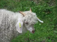 Arche Alfsee - Eindrücke aus dem Haustierpark