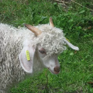 Arche Alfsee - Eindrücke aus dem Haustierpark