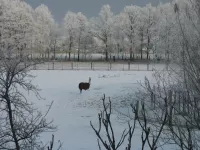 Arche Alfsee - Eindrücke aus dem Haustierpark