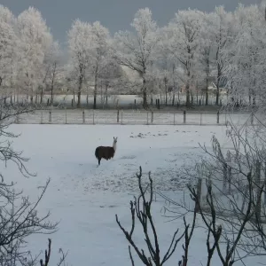 Arche Alfsee - Eindrücke aus dem Haustierpark