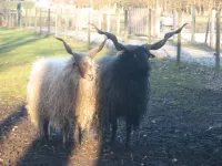 Arche Alfsee - Eindrücke aus dem Haustierpark