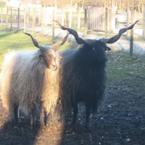 Arche Alfsee - Eindrücke aus dem Haustierpark