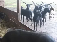 Arche Alfsee - Eindrücke aus dem Haustierpark