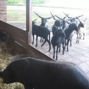 Arche Alfsee - Eindrücke aus dem Haustierpark