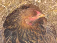 Arche Alfsee - Eindrücke aus dem Haustierpark