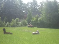 Arche Alfsee - Eindrücke aus dem Haustierpark