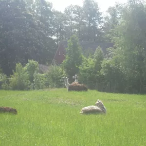 Arche Alfsee - Eindrücke aus dem Haustierpark