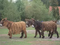 Arche Alfsee - Eindrücke aus dem Haustierpark