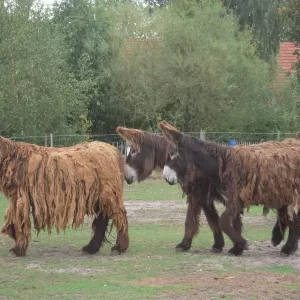 Arche Alfsee - Eindrücke aus dem Haustierpark