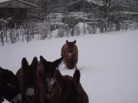 Arche Alfsee - Eindrücke aus dem Haustierpark