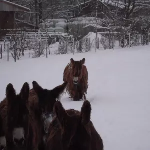 Arche Alfsee - Eindrücke aus dem Haustierpark