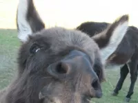 Arche Alfsee - Eindrücke aus dem Haustierpark