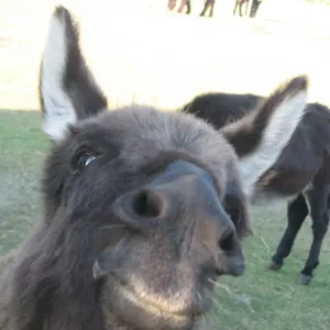 Arche Alfsee - Eindrücke aus dem Haustierpark