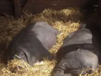 Arche Alfsee - Eindrücke aus dem Haustierpark