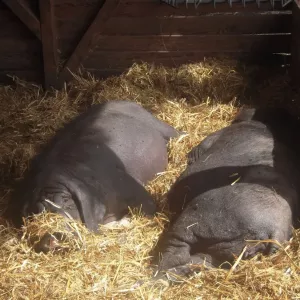 Arche Alfsee - Eindrücke aus dem Haustierpark